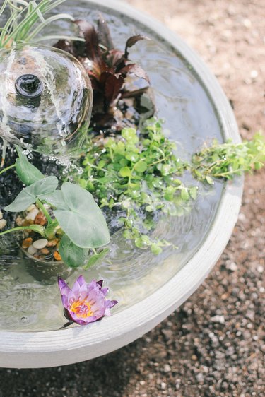 Pond in a pot