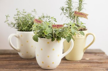 mug herb garden