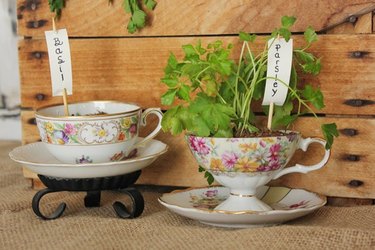 tea cup herb garden