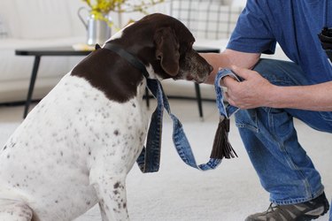 If your leash has seen better days or you just want to make something different for your walks in the park, make a new one from the waistbands of a couple of old pairs of jeans.