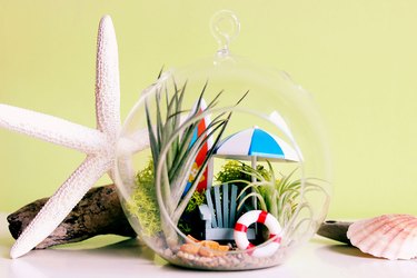 beach terrarium