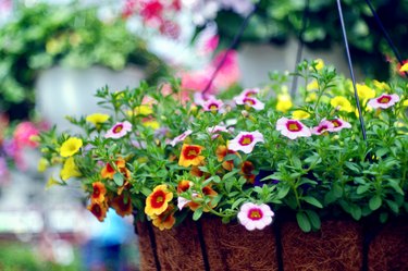 Hanging Basket of Flowers, Close-up