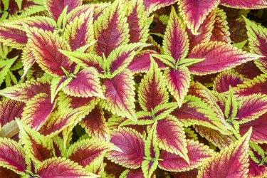 coleus close up for background