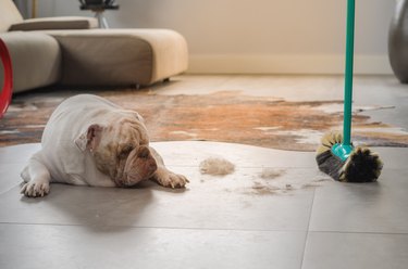Bulldog looking at dirt on the ground