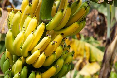Bananas in various stages of ripeness growing on a tree