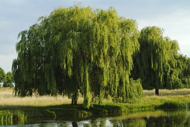 Does the Weeping Willow Tree Lose Its Leaves During the Winter?