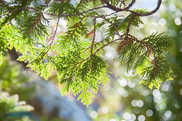 Close up of Incense Cedar tree branch in afternoon sun