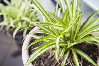 Green Leaves Of Spider Plant (Chlorophytum comosum)