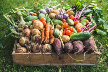 Bio food. Garden produce and harvested vegetable. Fresh farm vegetables in wooden box