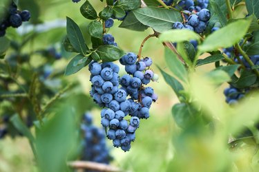 Fresh organic blueberrys on the bush. Vivid colors.