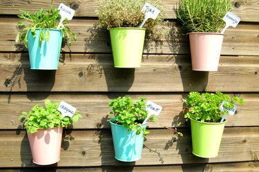 herbs in pot