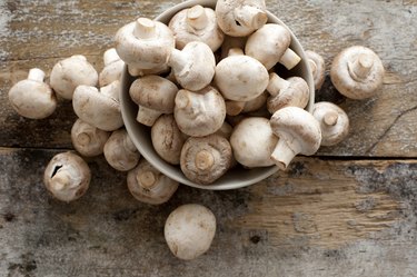 White Mold Mushrooms Show Up