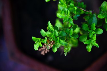 Holy Basil Plant (Ocimum tenuiflorum), Tulsi - An ayurvedic medicine