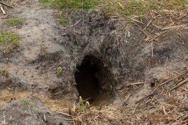 When brush is unavailable for burrowing, rabbits create holes in the ground.