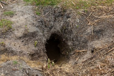 Cómo deshacerse de un agujero de conejo