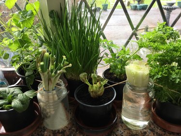 Growing herbs