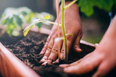 Best Potting Soil for Vegetables: 6 Picks for Growing Hearty and Delicious  Vegetables