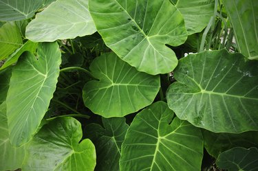 fresh elephant ear leaf