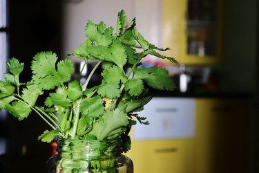 Close-up of coriander/cilantro stems in a mason jar in the kitchen