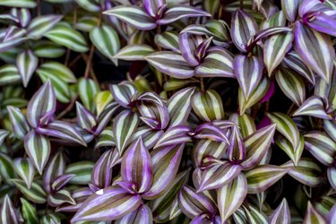 Tradescantia zebrina (Silver inch plant, Silvery wandering jew) leaf background has zebra-patterned leaves. Purple and green leaves background.