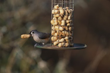 Tufted Titmouse at Peanut Bird Feeder