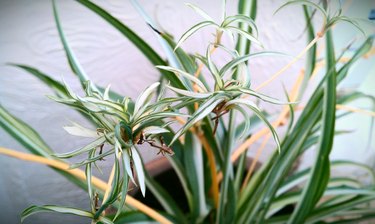 Spider plant with pups