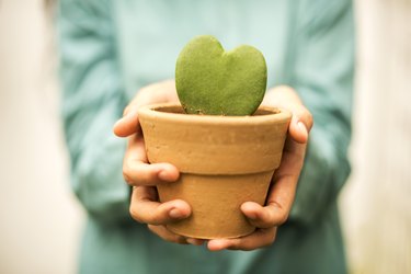 Hand Holding Flower Pot