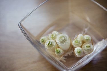 Leftover spring onion roots in a bowl of water starting to regrow green shoots