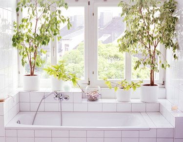 Ficus plants alongside bathtub