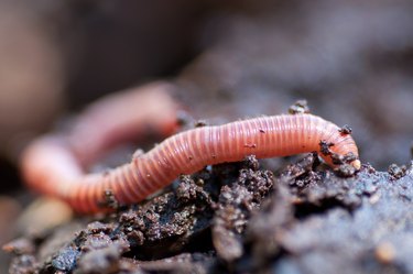 Earthworm in damp soil