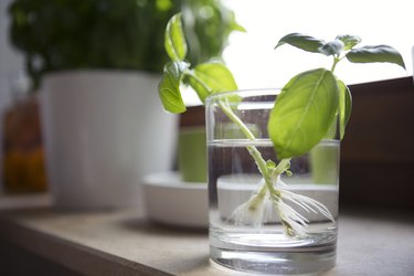 Basil plant being regrown from trimmed shoots in a drinking glass