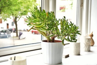 Close-Up Of Green Jade Plant In Pot