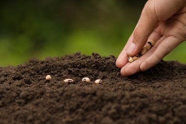 Hand Sowing seeds