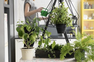 Mid section of woman watering hanging ivy plant in kitchen