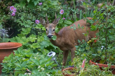 The strawberry Thief