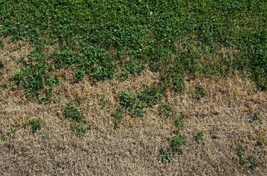 Dying lawn