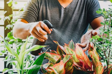 Cropped Hand Of Man Spraying Liquid fertilizer On Red Aglaonema Plant