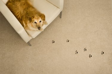 Dog Prints on Carpet