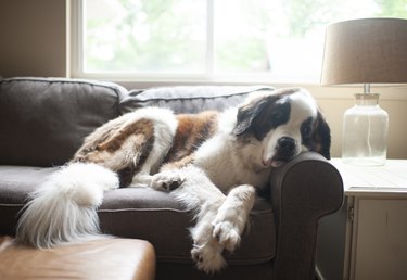 Large Saint Bernard dog resting on couch in pretty light at home