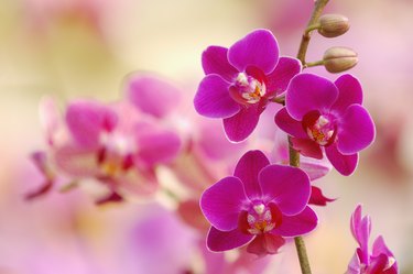 Pink blossoms of orchid, Phalaenopsis, close-up
