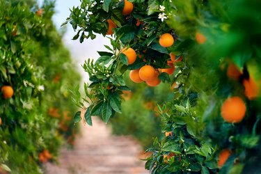 How to Care for a Tangerine Tree