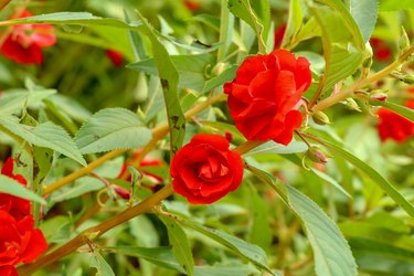 Impatiens balsamina with red flowers blossom and green leaves. S