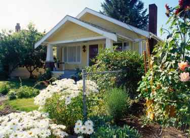 Ultimate Guide to Shasta Daisies - Flower Magazine