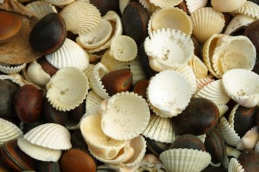 Scallop Shells for Crafts Natural Seashells for Serving Food Large