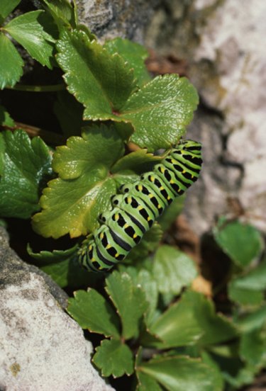 What Kind of Trees Do Caterpillars Like to Live on? | eHow