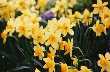 daffodil