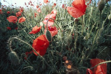 poppies