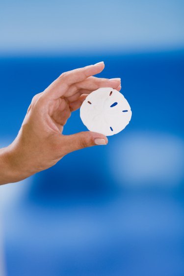 Fun Ways to Display Sand Dollars