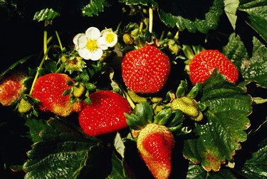 Recognizing and Managing Nematode Damage in Strawberries