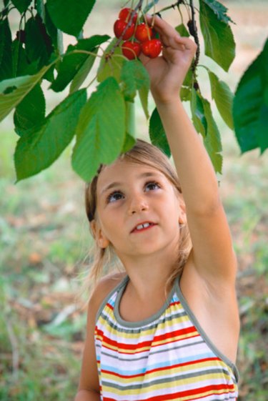 cherry tree seeds